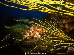 A little scorpiofih on a gorgonian in Mediterranean sea. by Alberto Romeo 